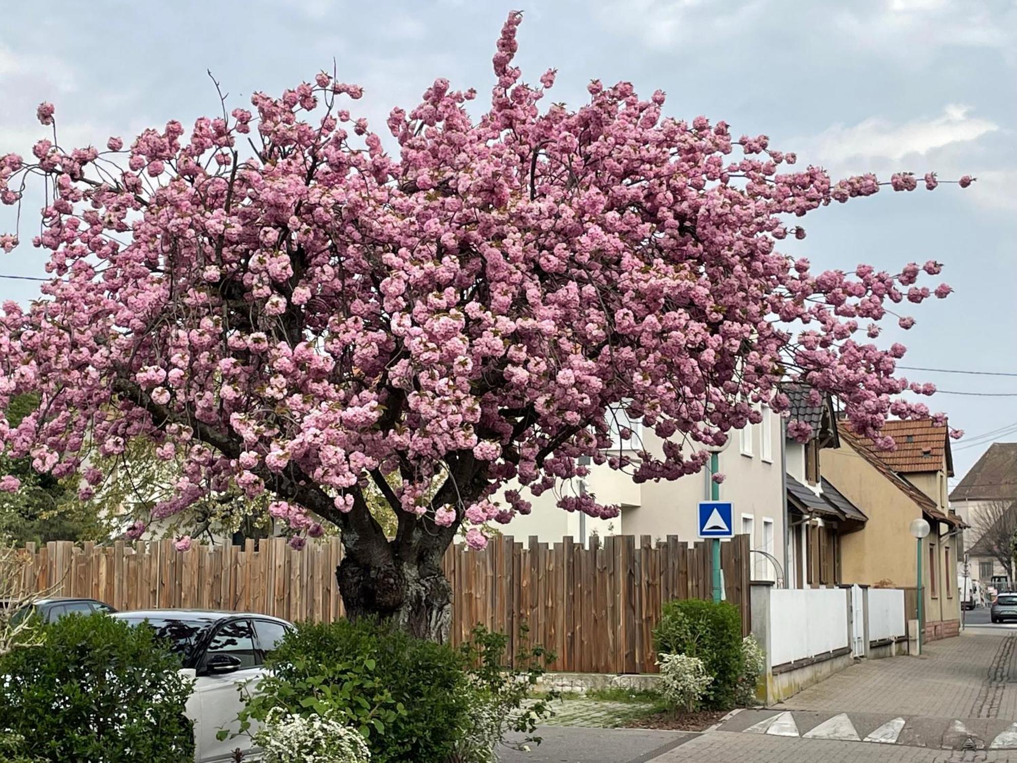 Le 6B Villa Hoenheim Eksteriør billede